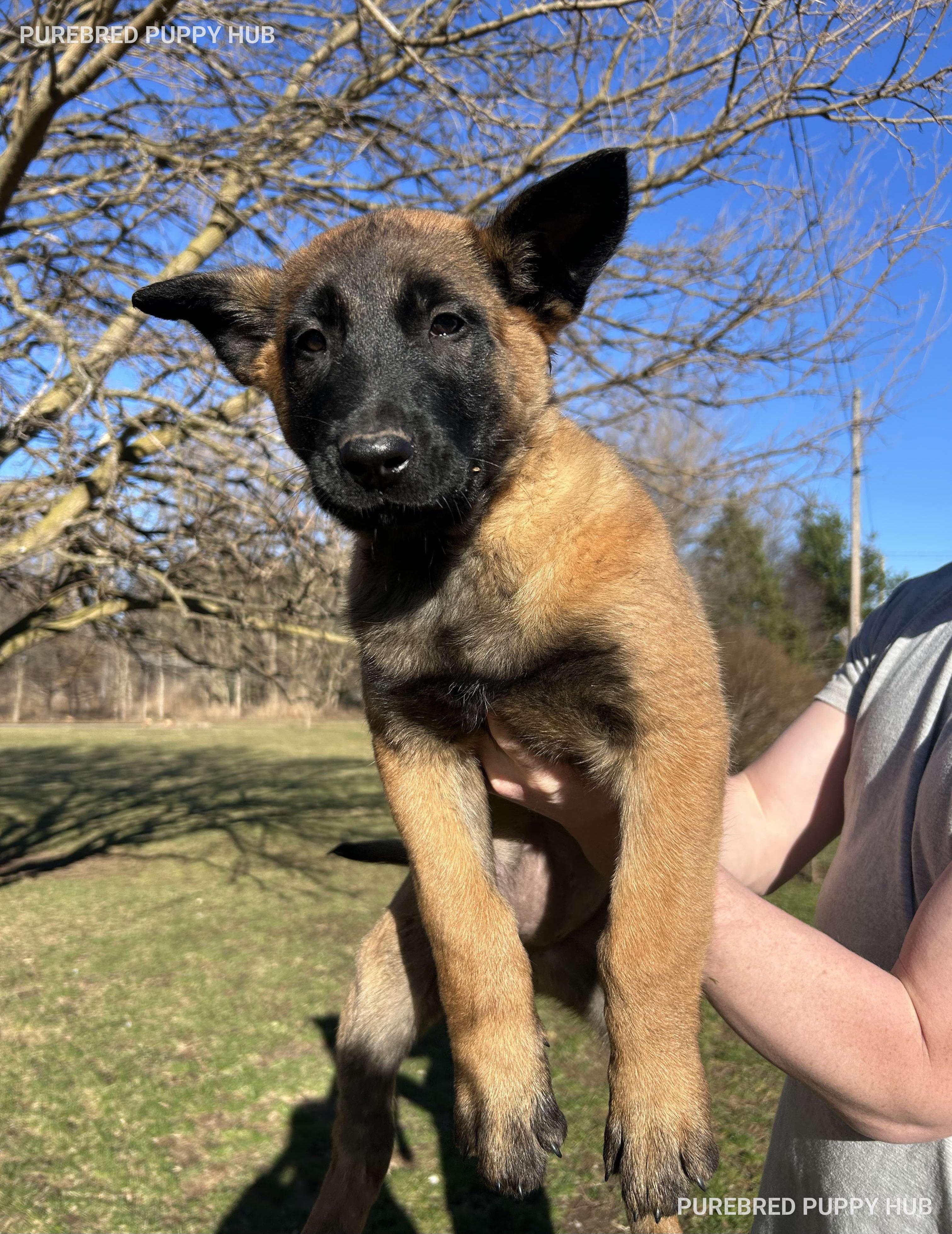 Luna - Belgian Malinois puppy